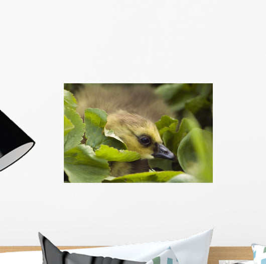 A Week-Old Canada Goose Goslings Hides Wall Mural