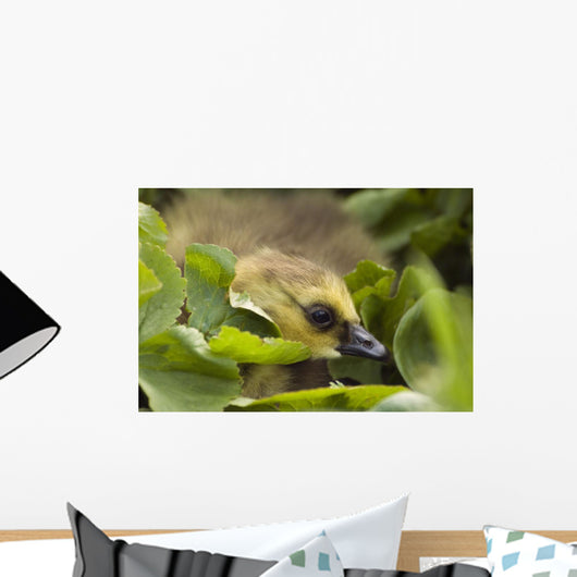 A Week-Old Canada Goose Goslings Hides Wall Mural