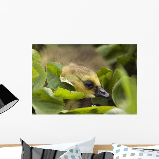 A Week-Old Canada Goose Goslings Hides Wall Mural
