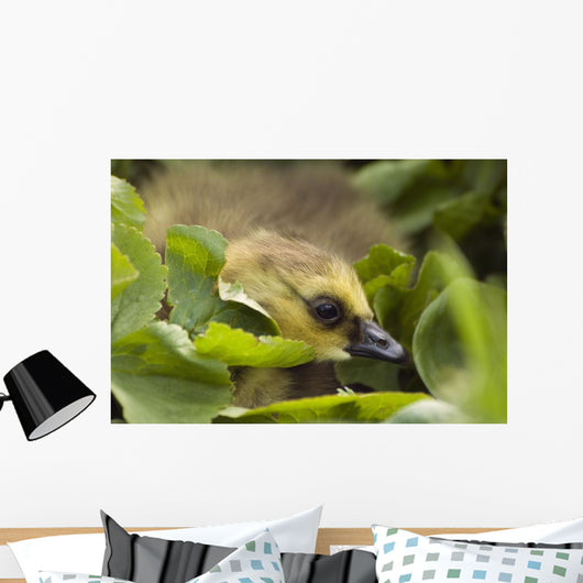A Week-Old Canada Goose Goslings Hides Wall Mural