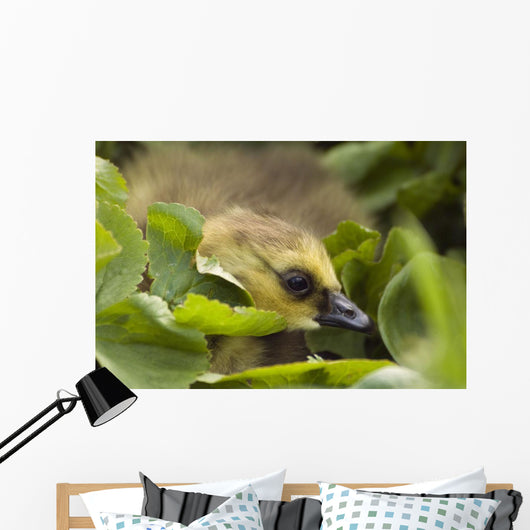 A Week-Old Canada Goose Goslings Hides Wall Mural