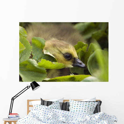 A Week-Old Canada Goose Goslings Hides Wall Mural