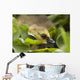 A Week-Old Canada Goose Goslings Hides Wall Mural