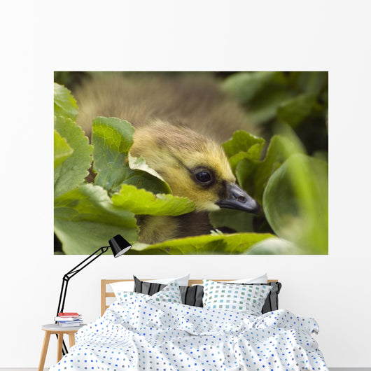 A Week-Old Canada Goose Goslings Hides Wall Mural