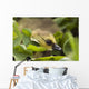 A Week-Old Canada Goose Goslings Hides Wall Mural