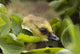 A Week-Old Canada Goose Goslings Hides Wall Mural