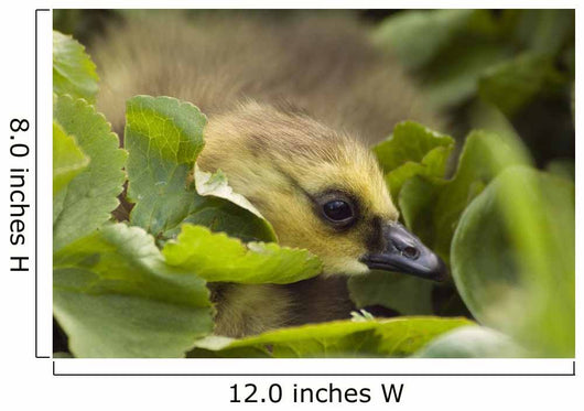 A Week-Old Canada Goose Goslings Hides Wall Mural