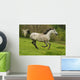 Running Arabian Horse Shagya Arab Wall Mural