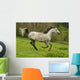 Running Arabian Horse Shagya Arab Wall Mural