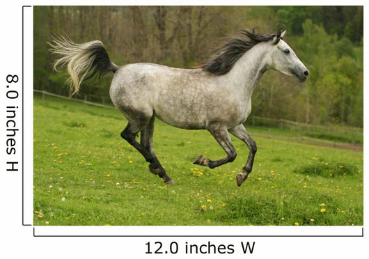 Running Arabian Horse Shagya Arab Wall Mural