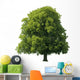 Oak