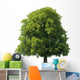 Oak
