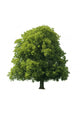Oak