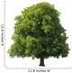 Oak
