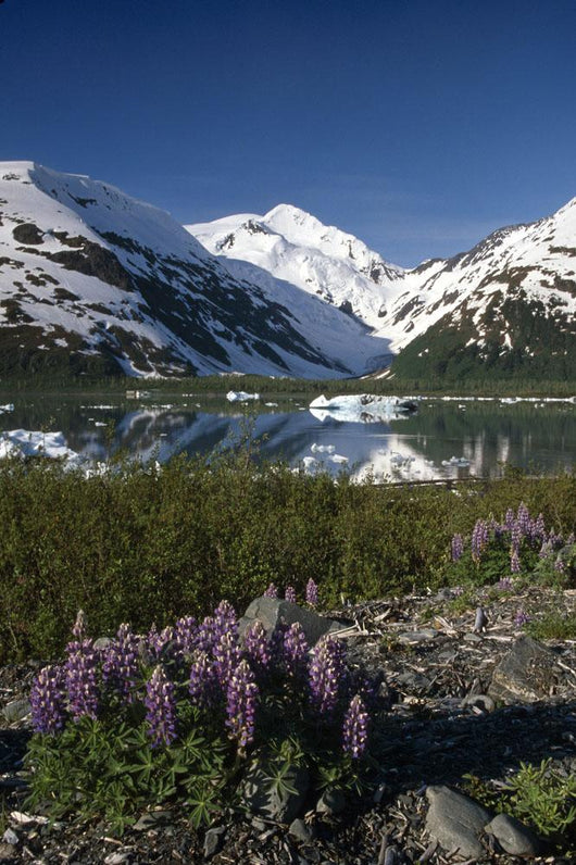 Mountain Reflecting In Portage Lake W/Lupine Sc Ak Wall Mural