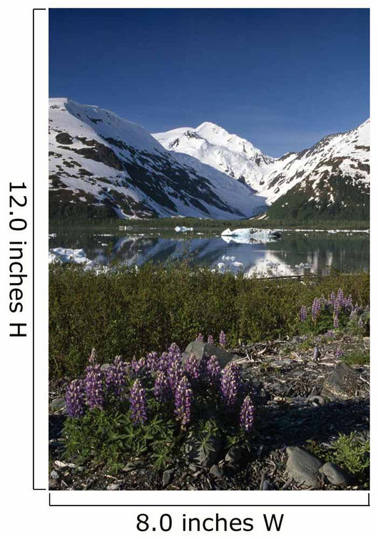 Mountain Reflecting In Portage Lake W/Lupine Sc Ak Wall Mural