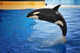 Orca Whale