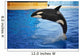 Orca Whale