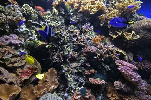 Coral Reef Wall Decal Design 2