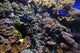 Coral Reef Wall Decal Design 2