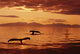 Humpback Whale Tails At Sunset Se Digital Composite Wall Mural