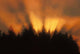 Sunrise Fog Trees Tongass Natl Forest Juneau Southeast Alaska Orange Wall Mural