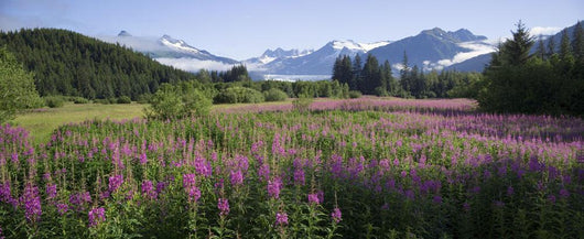 Field Of Fireweed With Coast Mountains And Mendenall Glacier Wall Mural