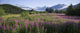 Field Of Fireweed With Coast Mountains And Mendenall Glacier Wall Mural