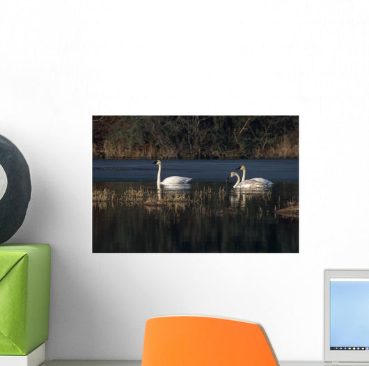 Three Trumpeter Swans On Wetlands In Southcentral Alaska Wall Mural