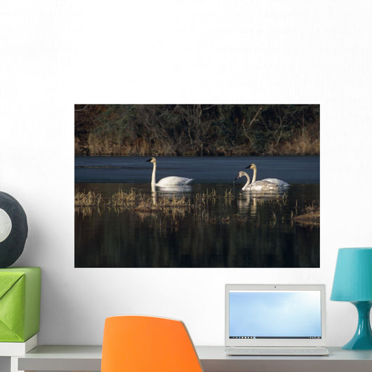 Three Trumpeter Swans On Wetlands In Southcentral Alaska Wall Mural