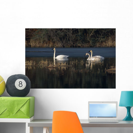 Three Trumpeter Swans On Wetlands In Southcentral Alaska Wall Mural