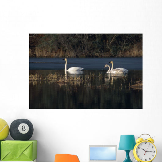 Three Trumpeter Swans On Wetlands In Southcentral Alaska Wall Mural