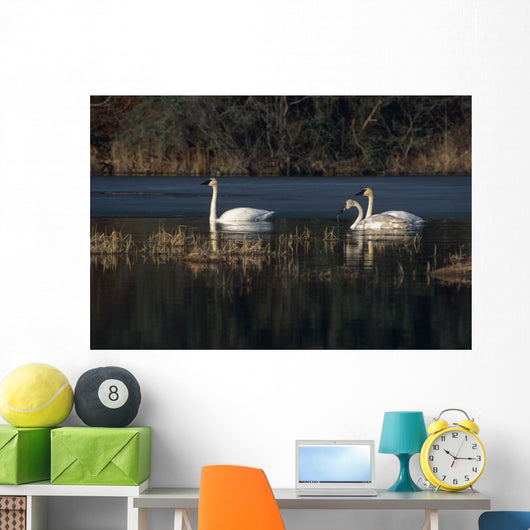 Three Trumpeter Swans On Wetlands In Southcentral Alaska Wall Mural