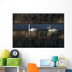 Three Trumpeter Swans On Wetlands In Southcentral Alaska Wall Mural
