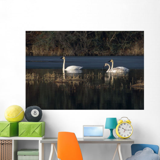 Three Trumpeter Swans On Wetlands In Southcentral Alaska Wall Mural