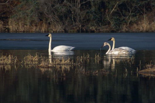 Three Trumpeter Swans On Wetlands In Southcentral Alaska Wall Mural