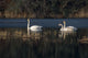 Three Trumpeter Swans On Wetlands In Southcentral Alaska Wall Mural