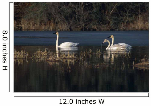 Three Trumpeter Swans On Wetlands In Southcentral Alaska Wall Mural
