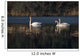 Three Trumpeter Swans On Wetlands In Southcentral Alaska Wall Mural