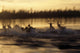 Caribou Herd Running Wall Mural