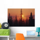 January Sun Across Foggy Forest Wall Mural