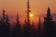 January Sun Across Foggy Forest Wall Mural