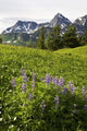 Lupine Wildfolwers Wall Mural
