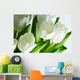 White Tulips