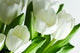 White Tulips