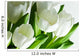 White Tulips