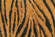 Abstract Tiger Print
