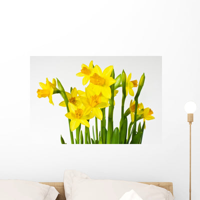 Daffodil Daffodil Wall Decal shown on a wall