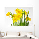 Daffodil daffodil Wall Decal
