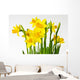 Daffodil daffodil Wall Decal